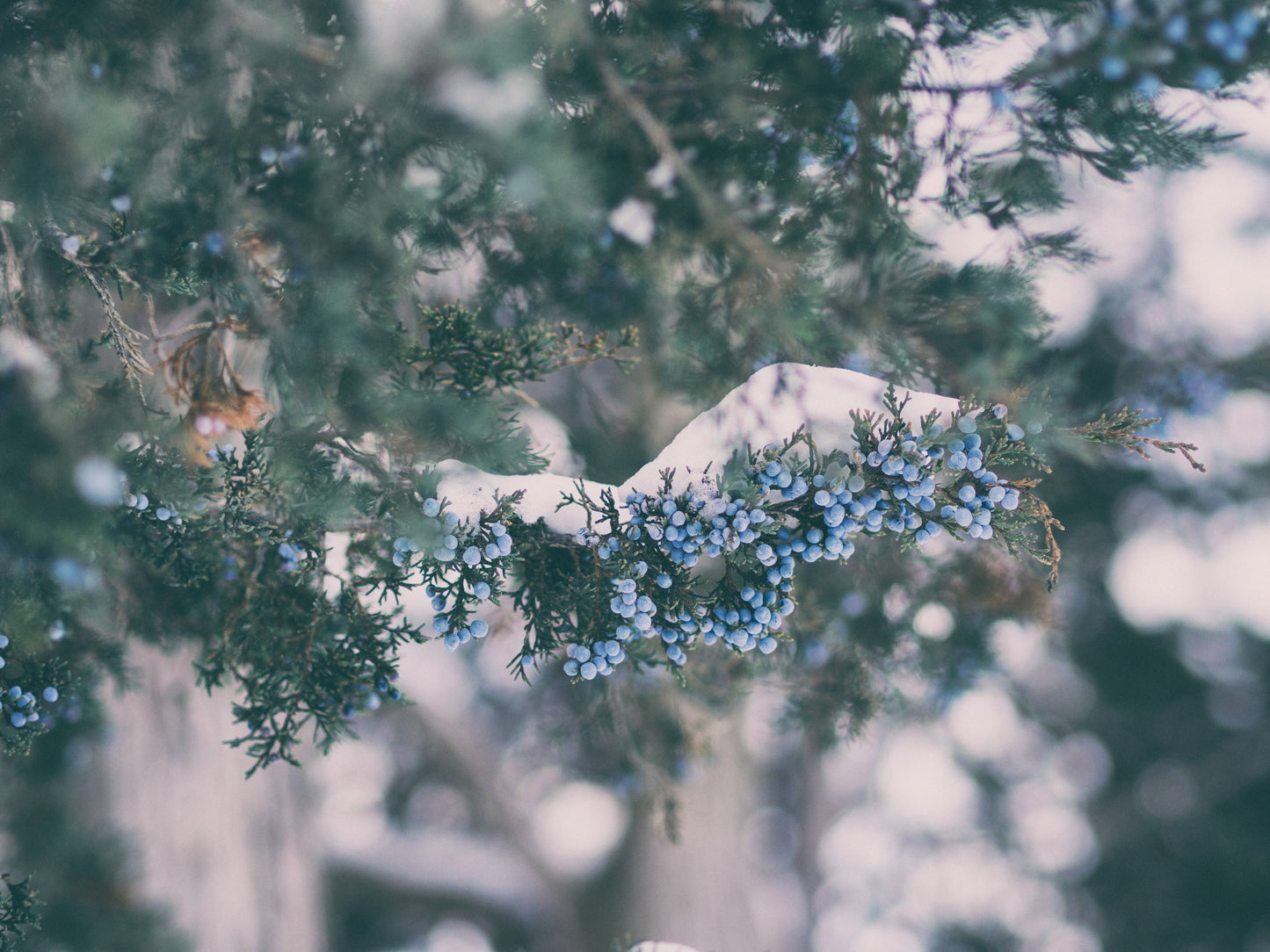 JUNIPER BERRY CAR + ROOM SPRAY