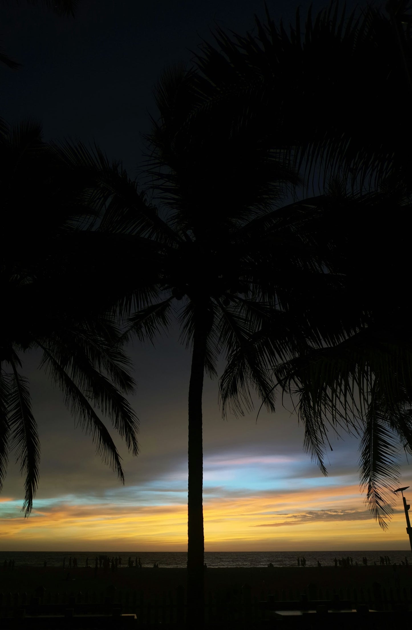 COCONUT SUNSET