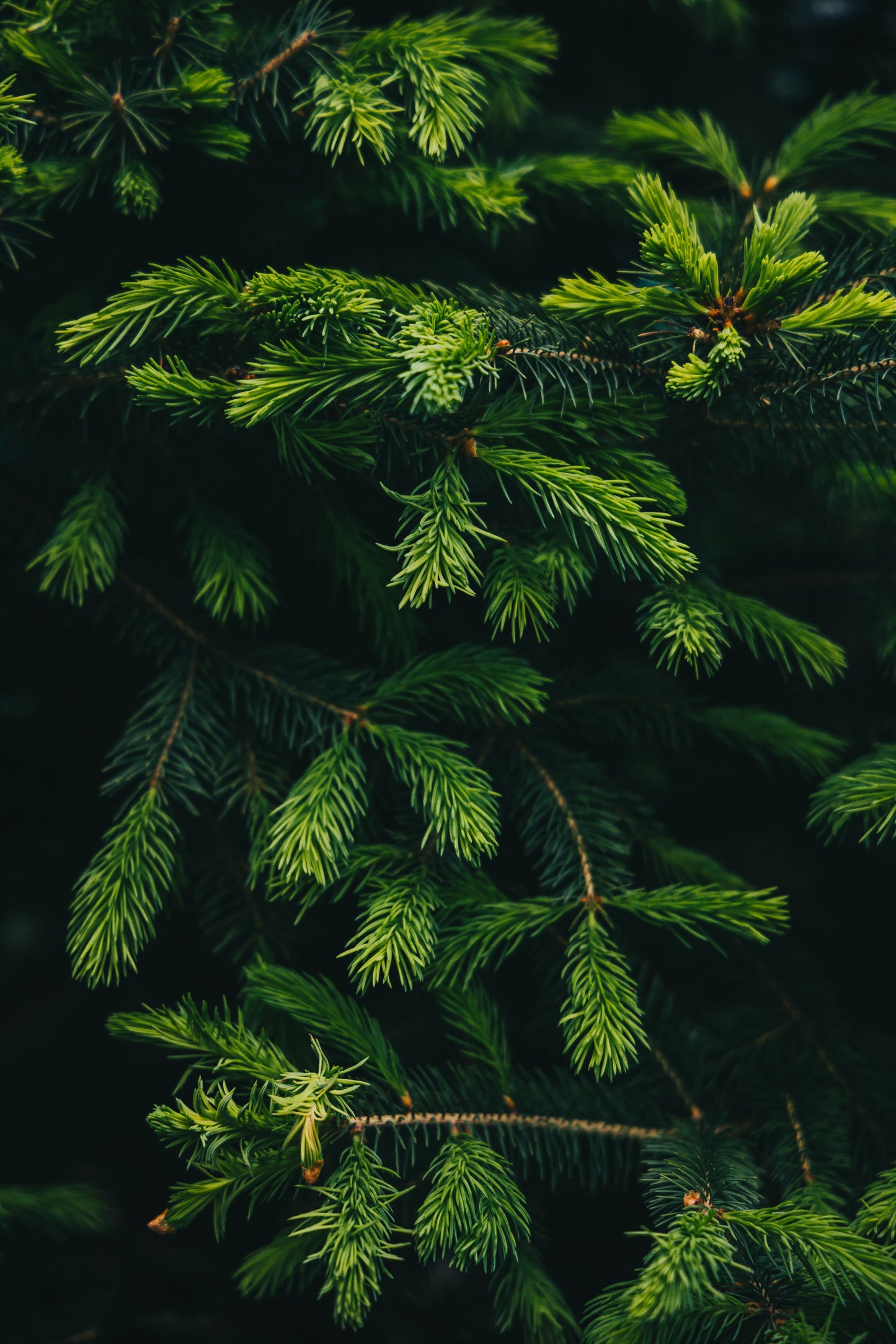 FRASIER FIR CAR + ROOM SPRAY