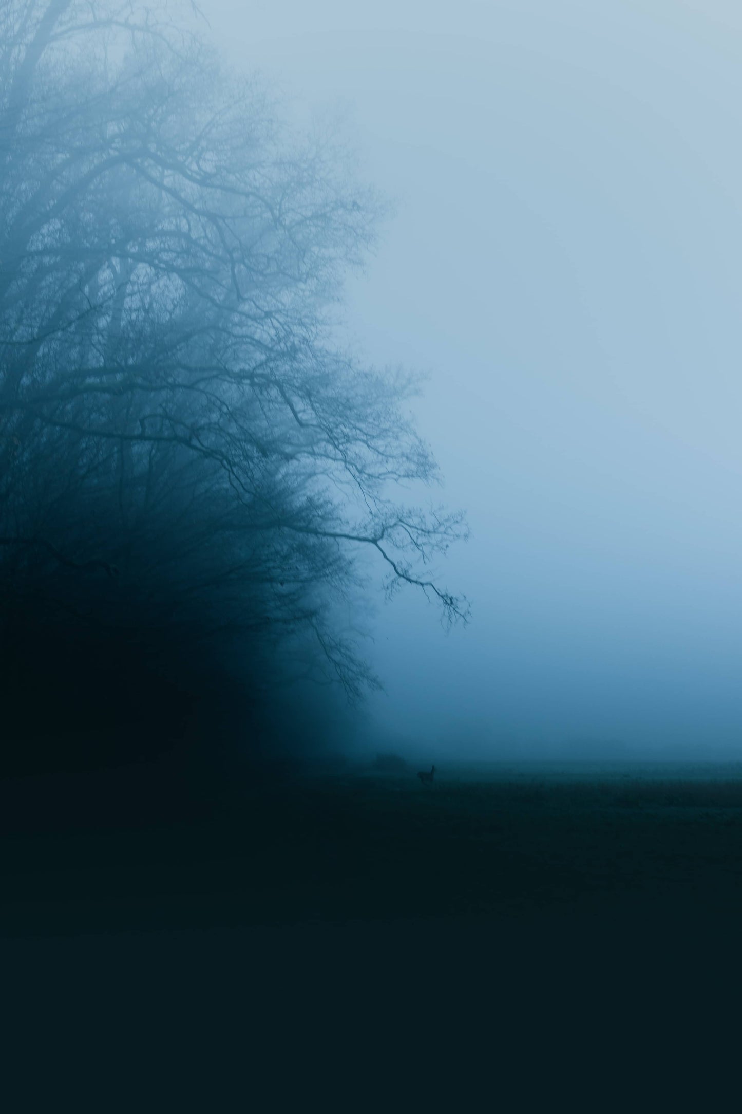 MISTY NIGHTS
